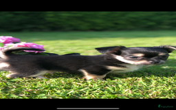 Chihuahua honden te koop: Mooie chihuahua pups in Budel - Afbeelding 10