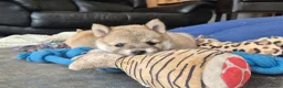 Kruising honden te koop: Shiba inu pups 8 weken (kwart pomeriaan) - Advertentie 23