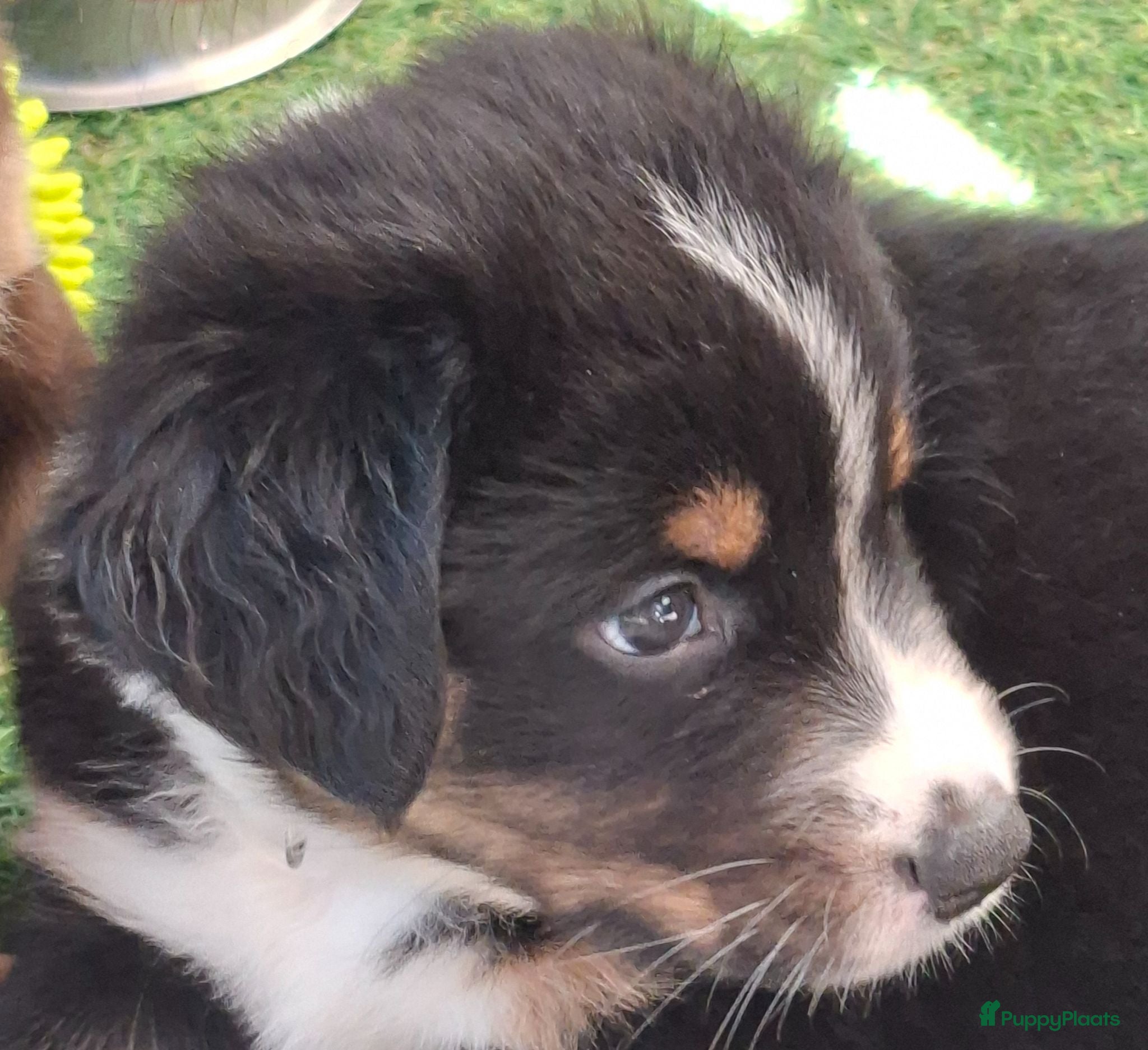 Australian Shepherd honden Nog 4 mooie austrailian shepherds pups - Advertentie 1