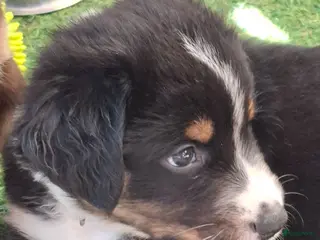 Australian Shepherd honden Nog 4 mooie austrailian shepherds pups - Advertentie 1