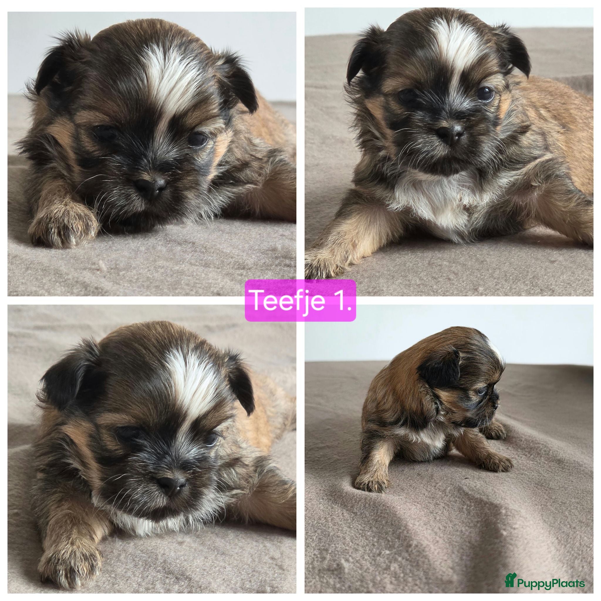 Shih Tzu honden Mooie lieve shih-tzu pups. - Advertentie 1