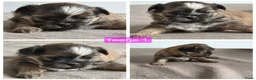 Shih Tzu honden te koop: Mooie lieve shih-tzu pups. - Advertentie 1