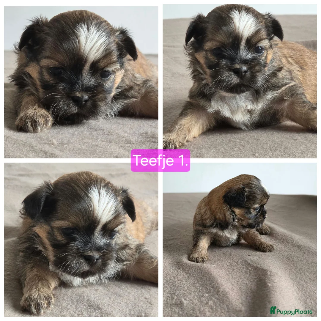 Shih Tzu honden te koop: Mooie lieve shih-tzu pups. - Advertentie 1