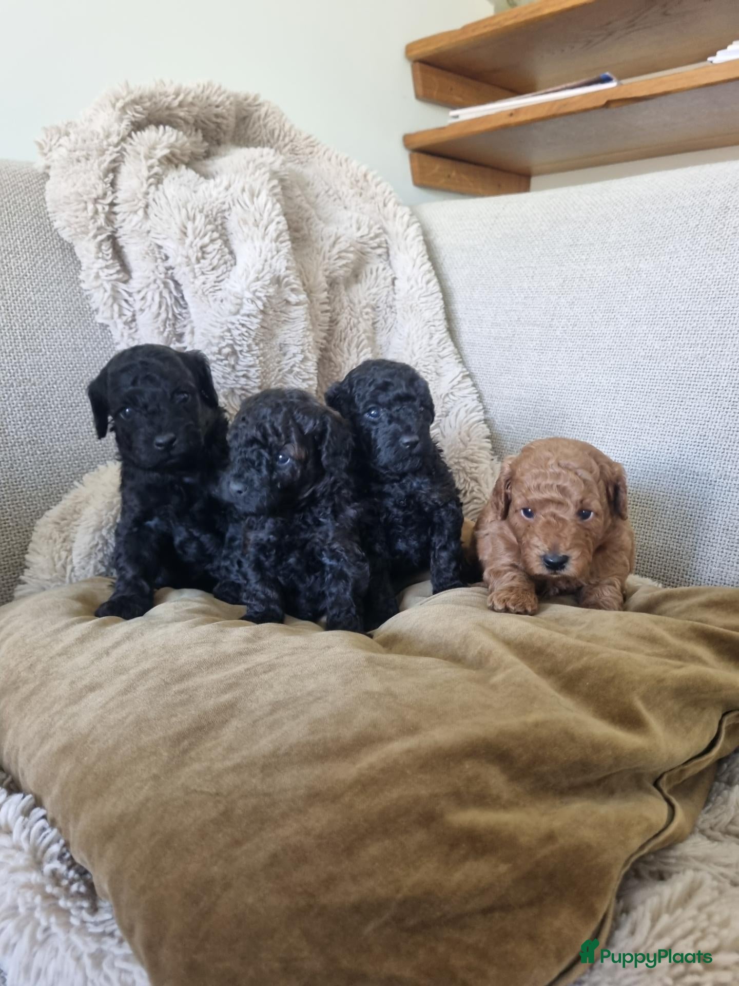 Poedel Toy honden Toypoedel pups - Advertentie 7