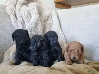 Poedel Toy honden Toypoedel pups - Advertentie 7