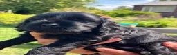 Labradoodle honden te koop: Medium labradoodel in Kwintsheul - Advertentie 7