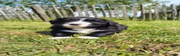 Kruising honden te koop: Mooie pups Berner kruising wetterhoun  - Advertentie 7