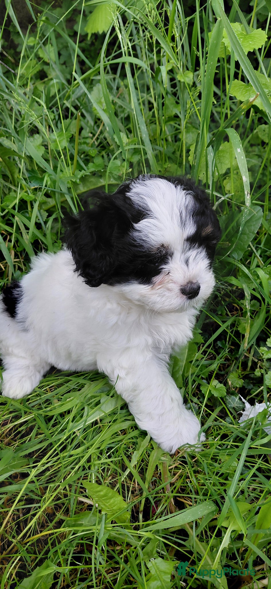 Shihpoo honden Te koop lieve slimme shihpoo pupjes - Advertentie 1