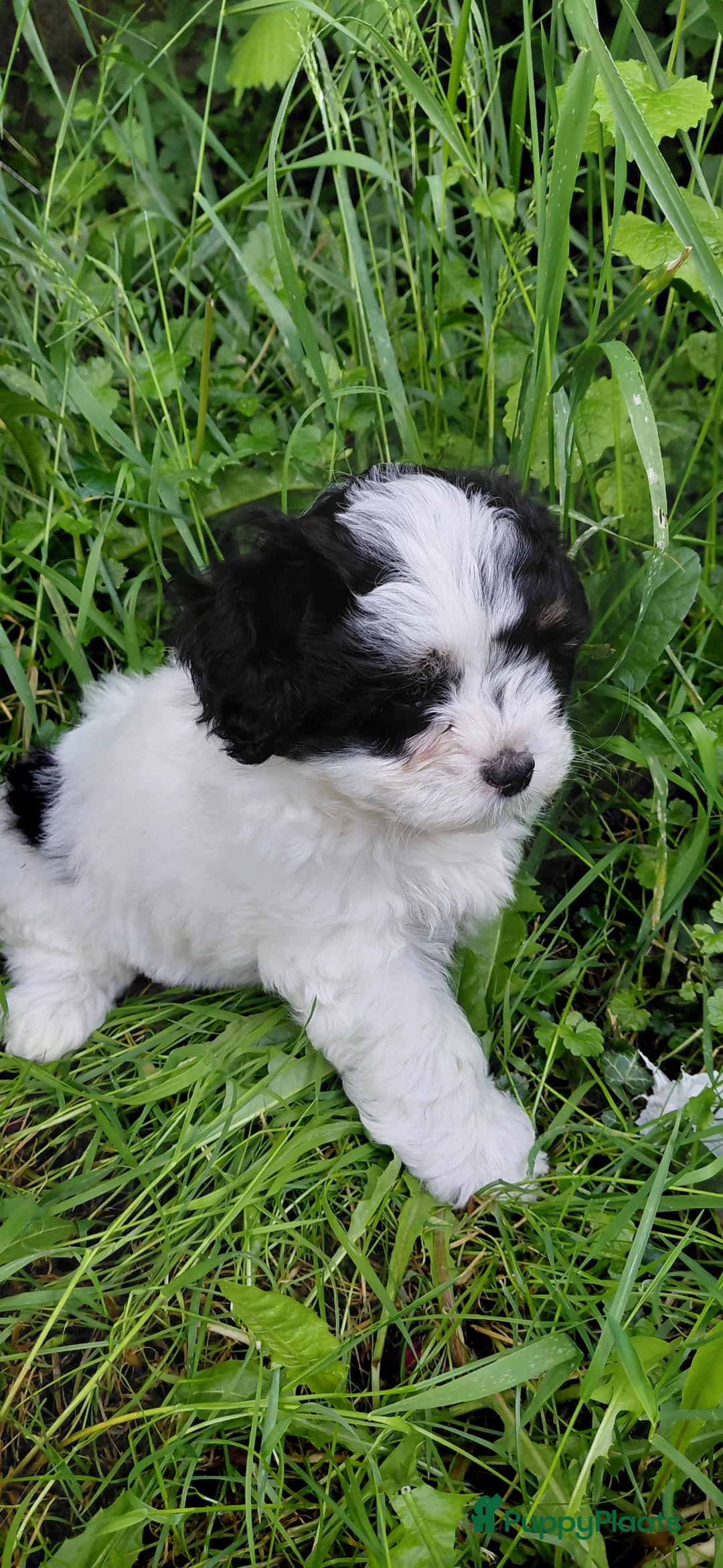 Shihpoo honden te koop: Te koop lieve slimme shihpoo pupjes - Advertentie 1
