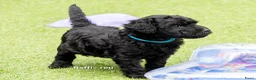 Labradoodle honden te koop: Prachtige labradoodle pups beschikbaar  - Advertentie 6