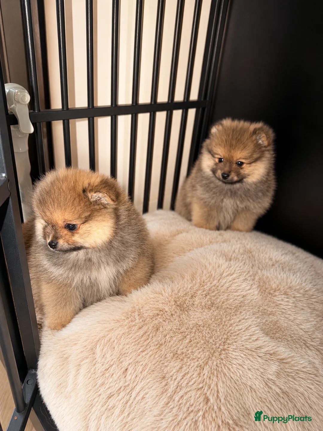 Pomeriaan honden te koop: Pomeriaan pups  - Advertentie 1