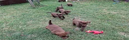 Labrador Retriever honden te koop: Raszuivere bruine labrador pups  - Advertentie 29