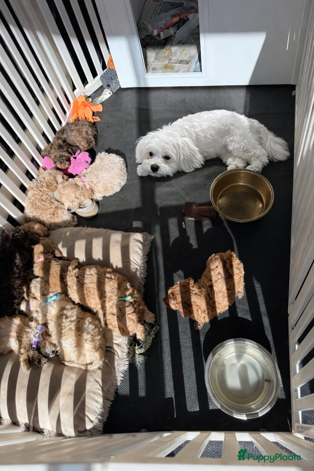 Maltipoo honden te koop: Maltipoo pups - Advertentie 2