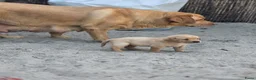 Labrador Retriever honden te koop: Super leuke labrador pups! - Advertentie 11