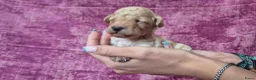 Cockapoo honden te koop: Cockapoo pupjes kleine maat - Advertentie 16