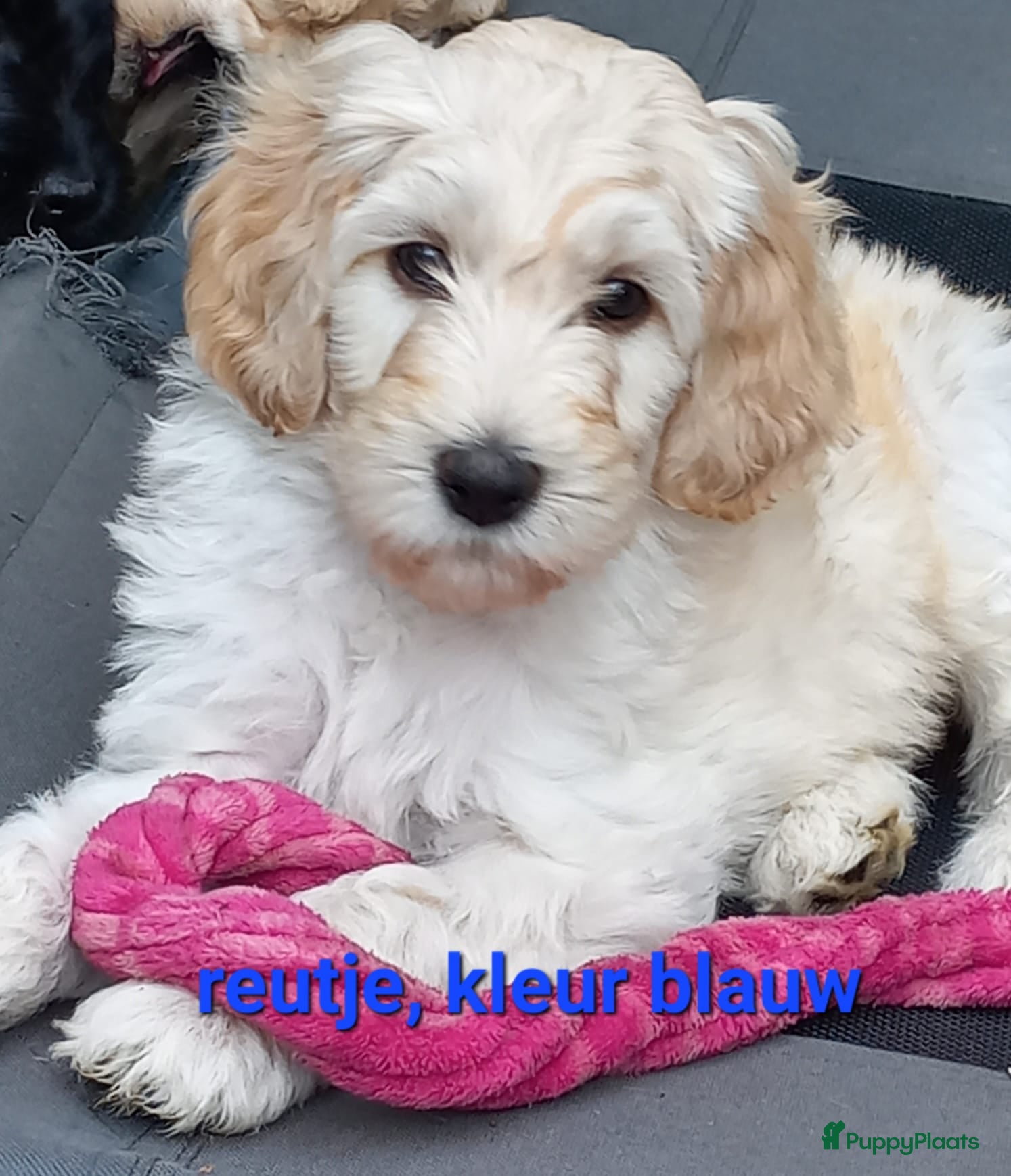 Kruising honden Medium Labradoodle pups-vanaf 24 april beschikbaar - Advertentie 1