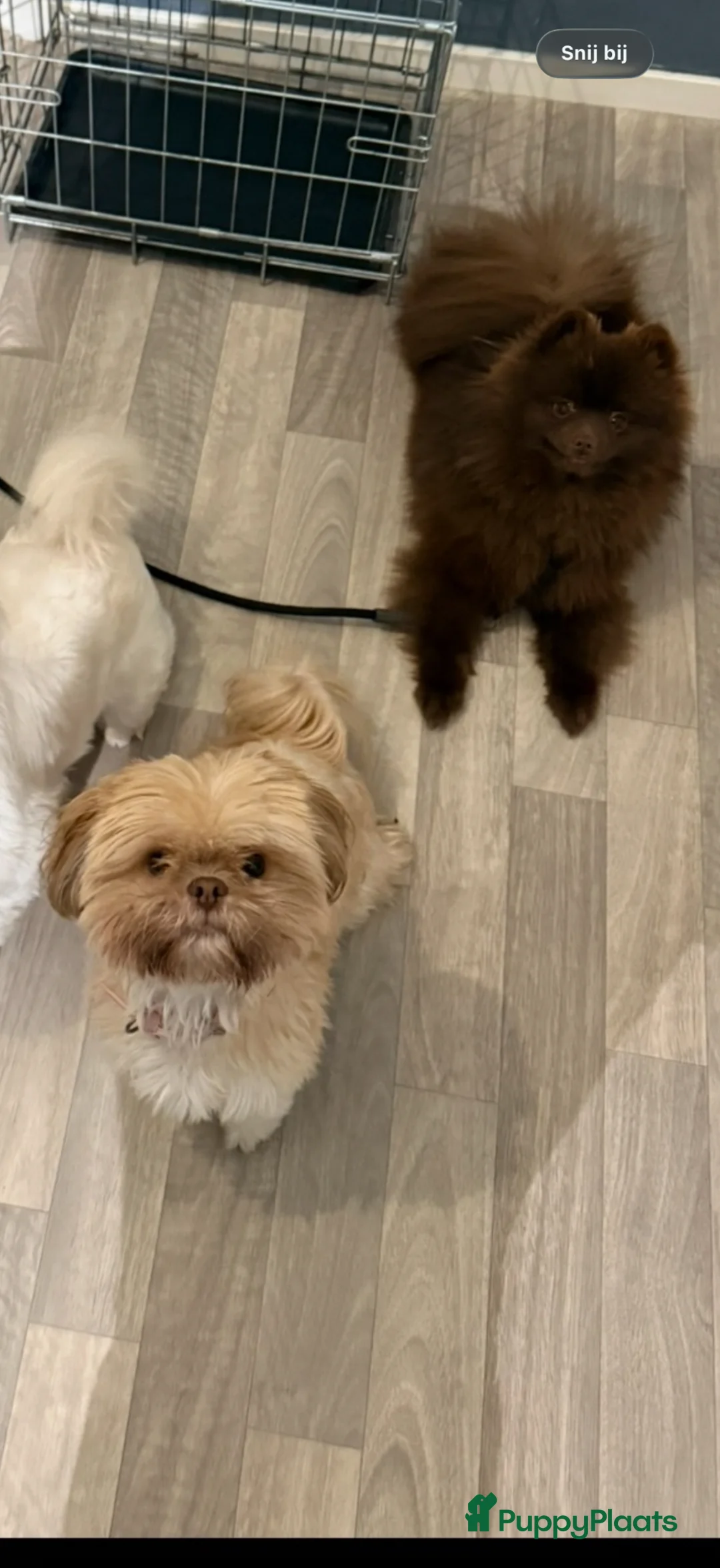 Boomer honden te koop: Boomer pups  - Advertentie 1