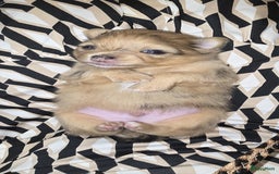 Pomchi honden te koop: Mooie pomchi puppy's - Afbeelding 4