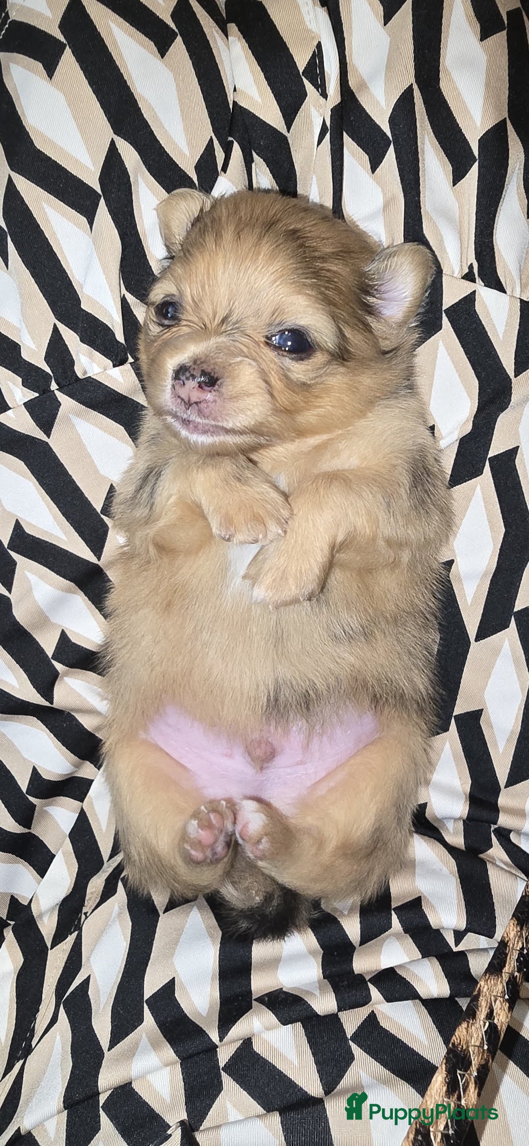 Pomchi honden te koop: Mooie pomchi puppy's - Afbeelding 4