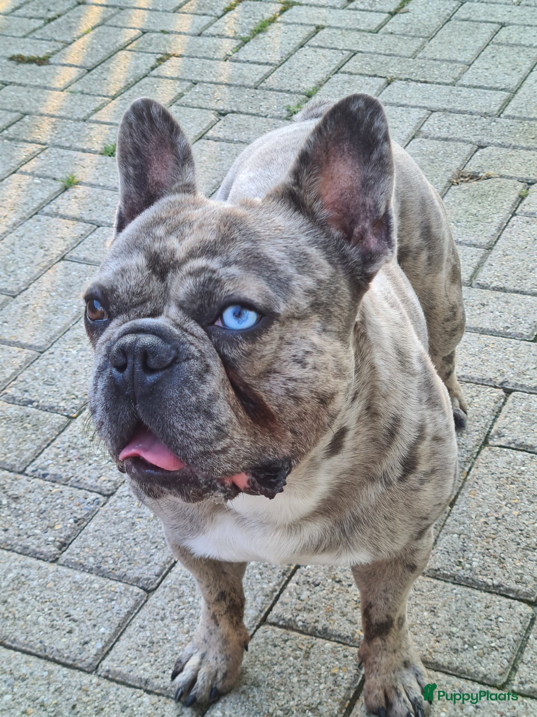 Franse Bulldog honden ter dekking: Dekreu Flex - Afbeelding 1