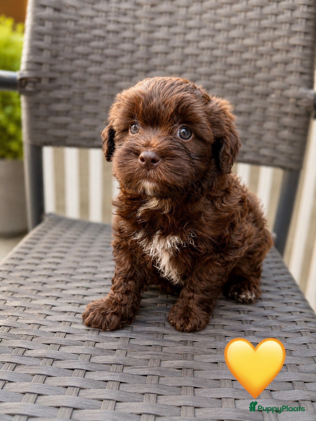 Maltipoo honden Maltipoo pup - Advertentie 1