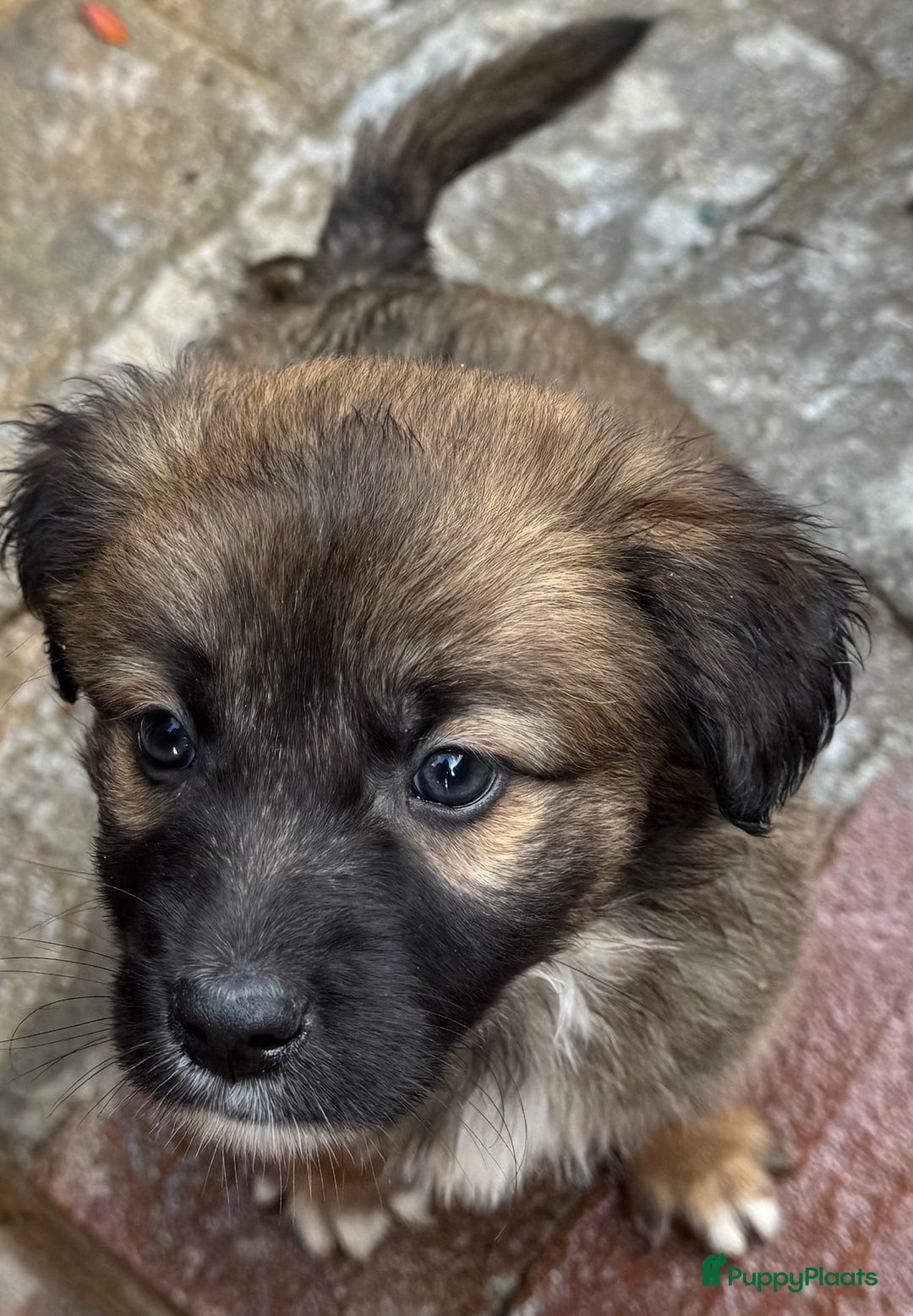 Kruising honden ter adoptie: jongen Eliot  zoekt een gouden mandje  - Advertentie 8