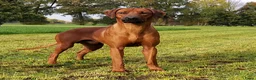 Rhodesian Ridgeback honden te koop: Verwacht 27-01: prachtige Rhodesian Ridgeback pups - Advertentie 2