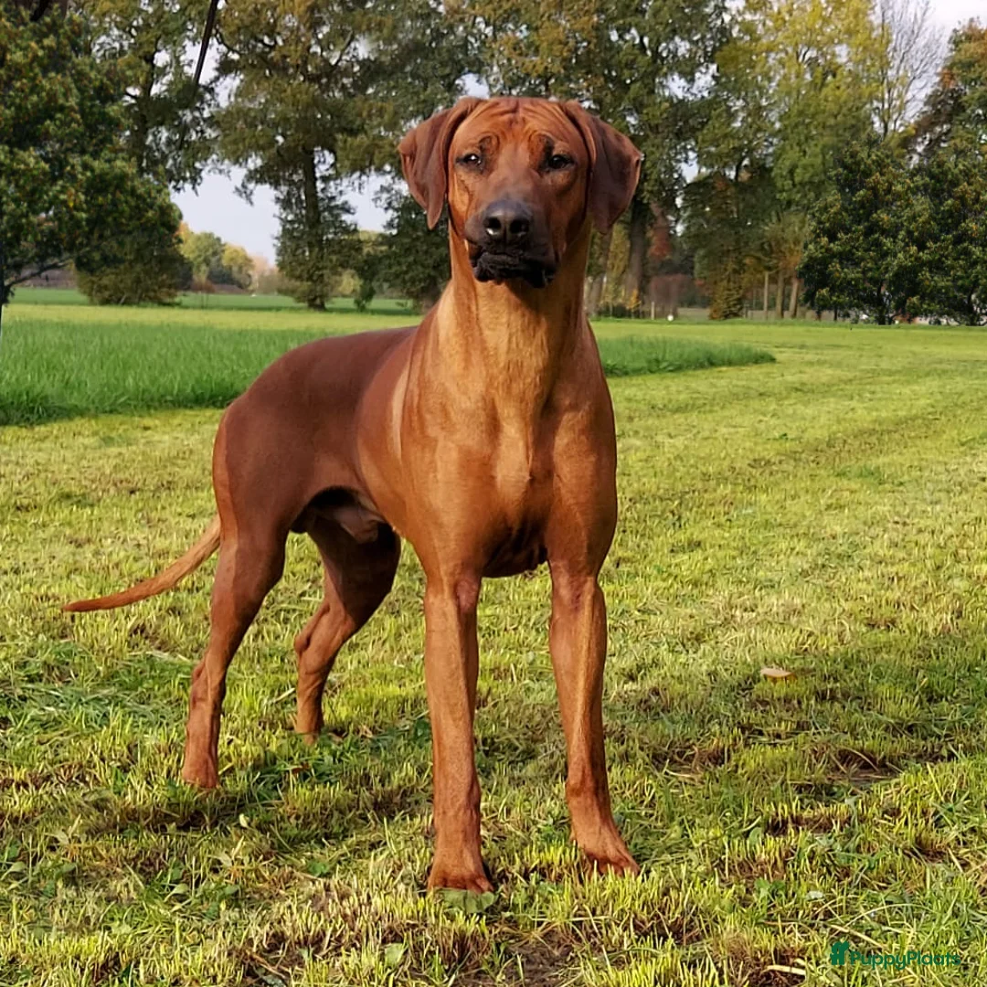Rhodesian Ridgeback honden te koop: Verwacht 27-01: prachtige Rhodesian Ridgeback pups - Advertentie 2