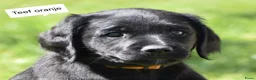 Labradoodle honden te koop: Laatste 2 labradoodles zoeken een eigen huisje - Advertentie 36
