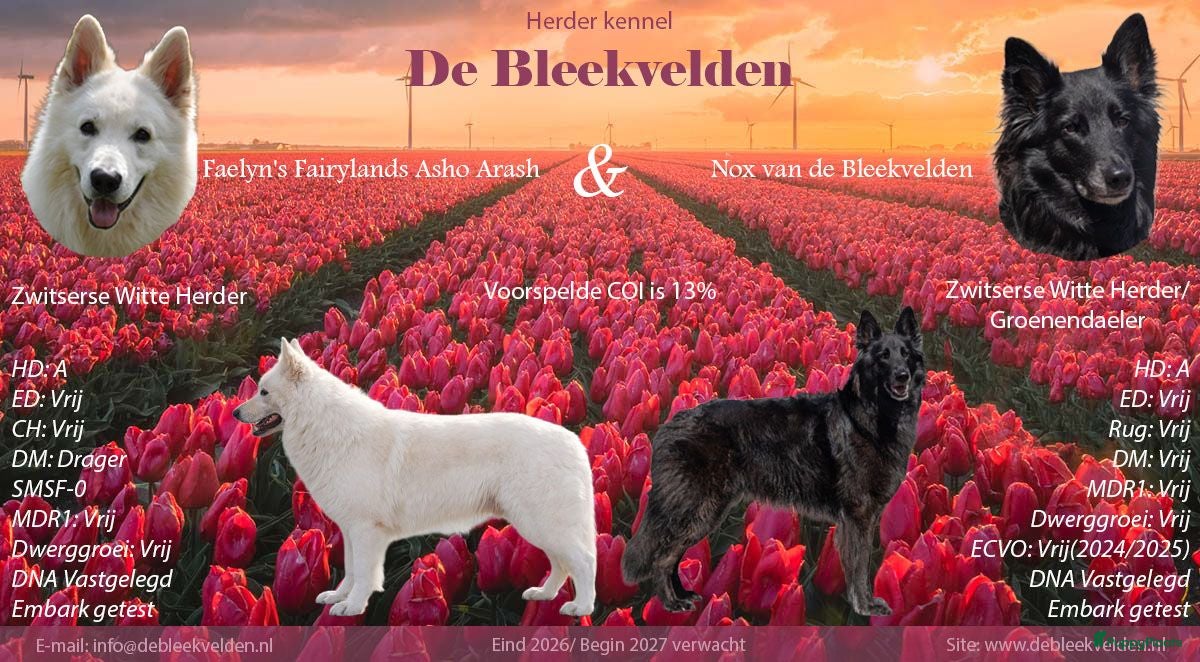 Kruising honden Nestaankondiging zwitserse witte herder outcross  - Advertentie 5