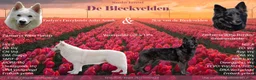 Kruising honden te koop: Nestaankondiging zwitserse witte herder outcross  - Advertentie 1