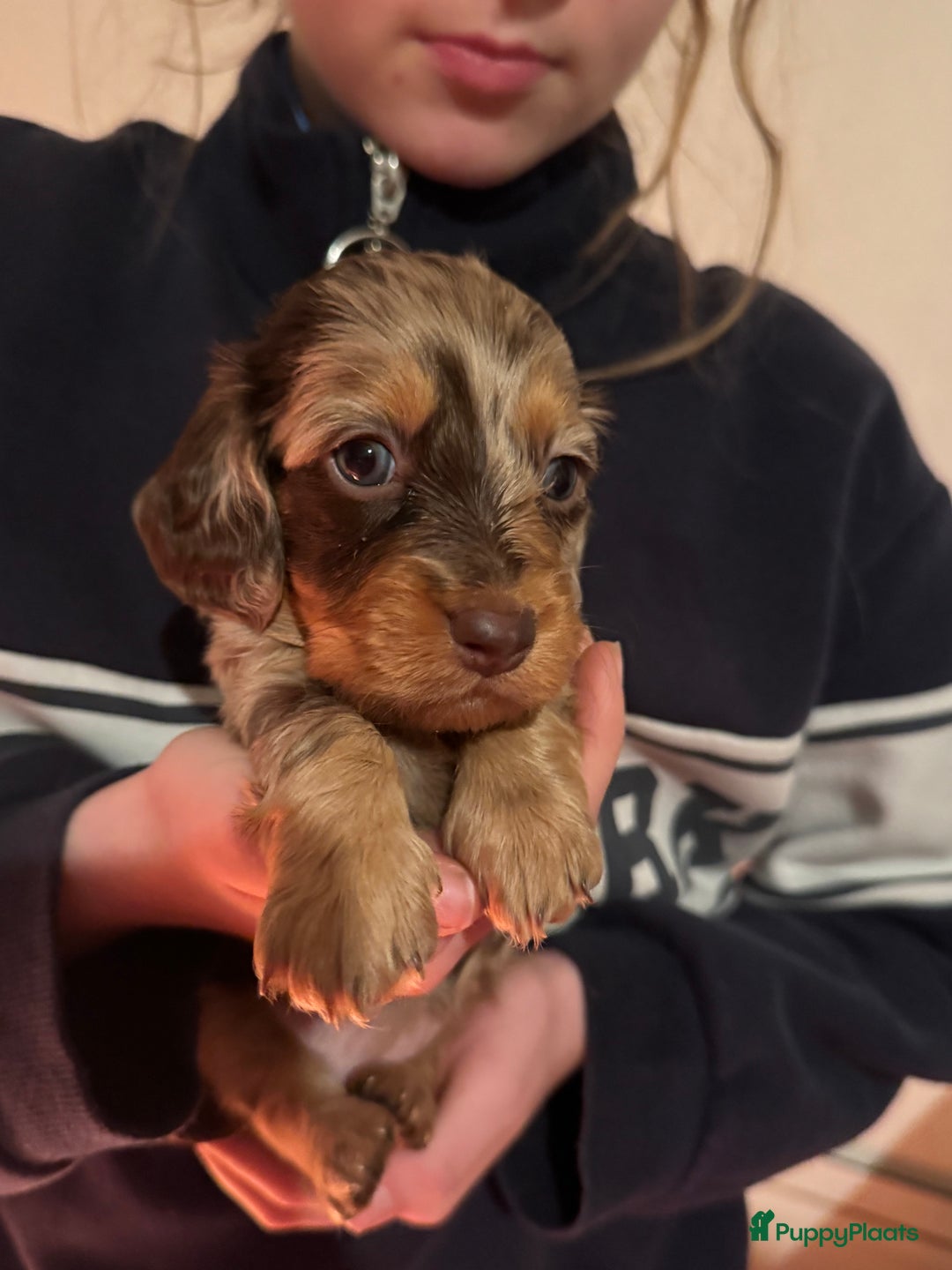 Teckel (korthaar)  honden te koop: Teckel puppy’s  - Advertentie 7