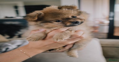 Pomeriaan honden - Advertentie 12
