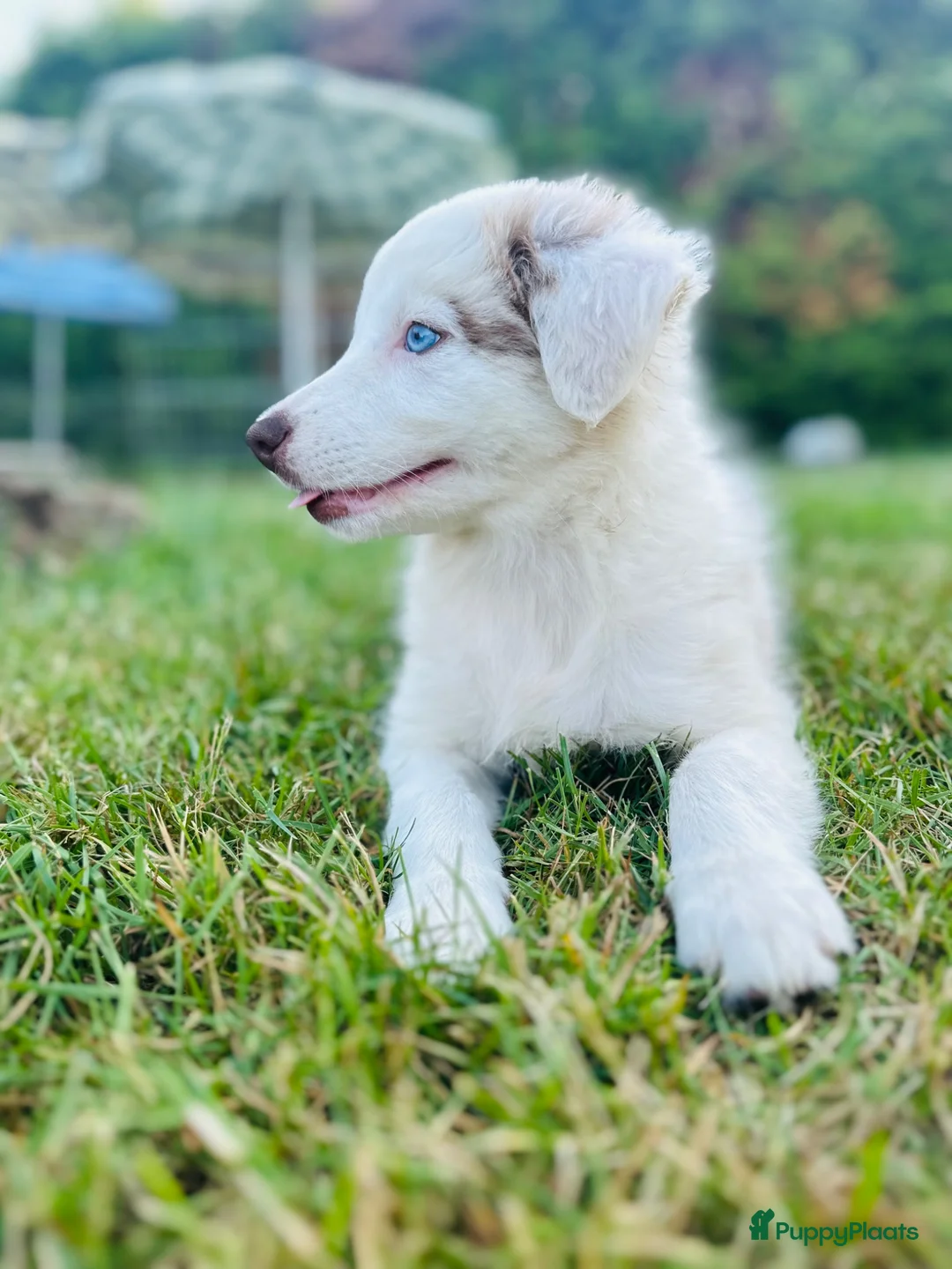 Border Collie honden te koop: Nog 2 mooie border collie dametjes - Advertentie 2