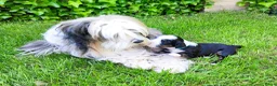 Tibetaanse Terriër honden te koop: Lieve Tibetaanse Terriër pups met stamboom  - Advertentie 6