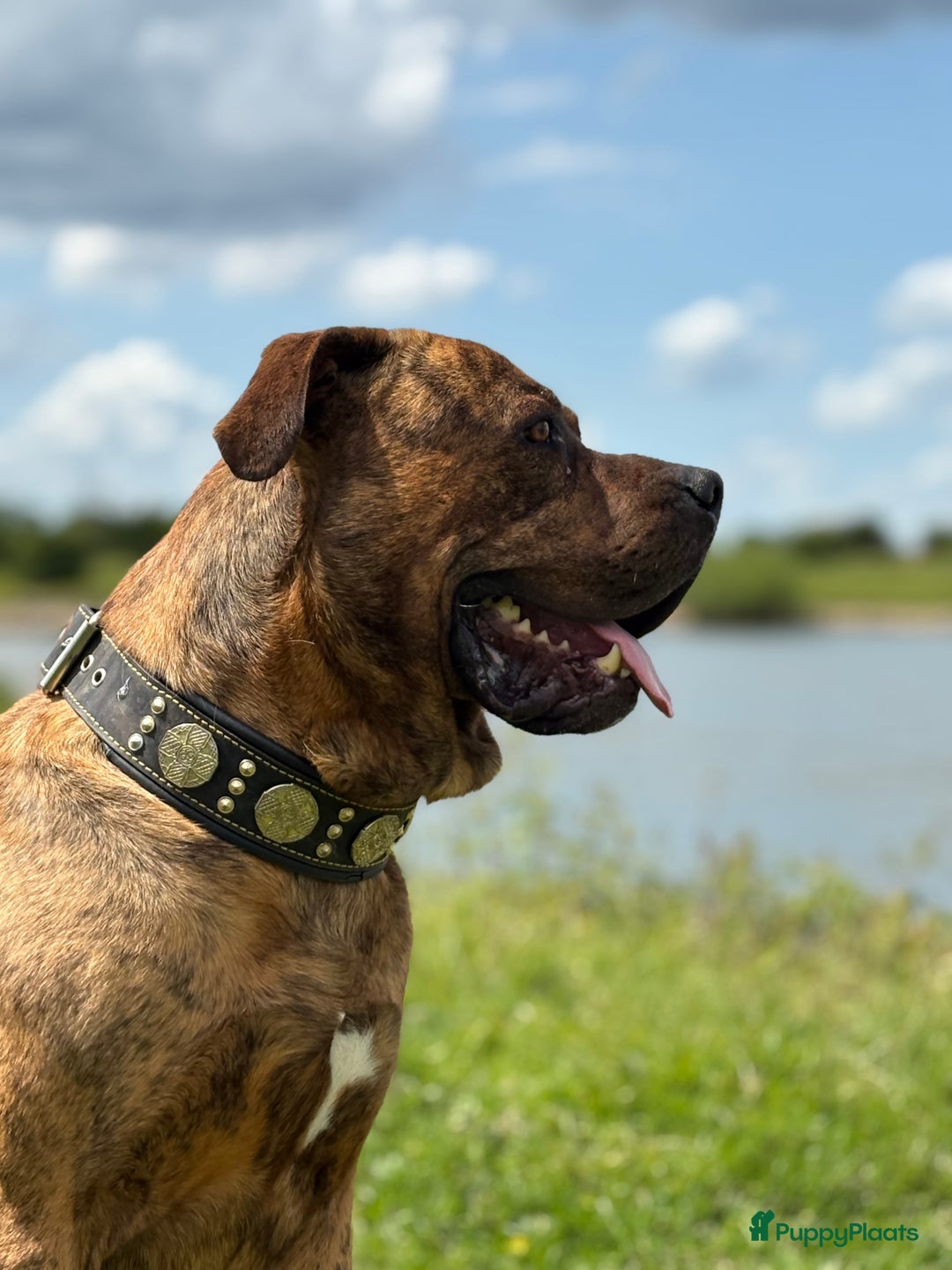 Cane Corso honden te koop: Cane corso pups - Advertentie 11