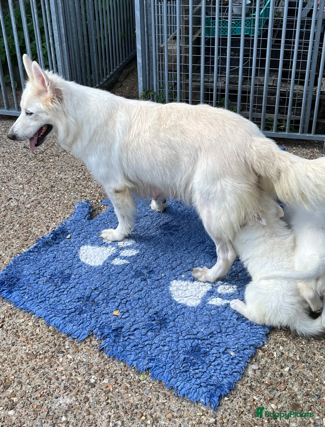 Zwitserse Witte Herdershond honden te koop: Zwitserse witte herder pups - Afbeelding 7