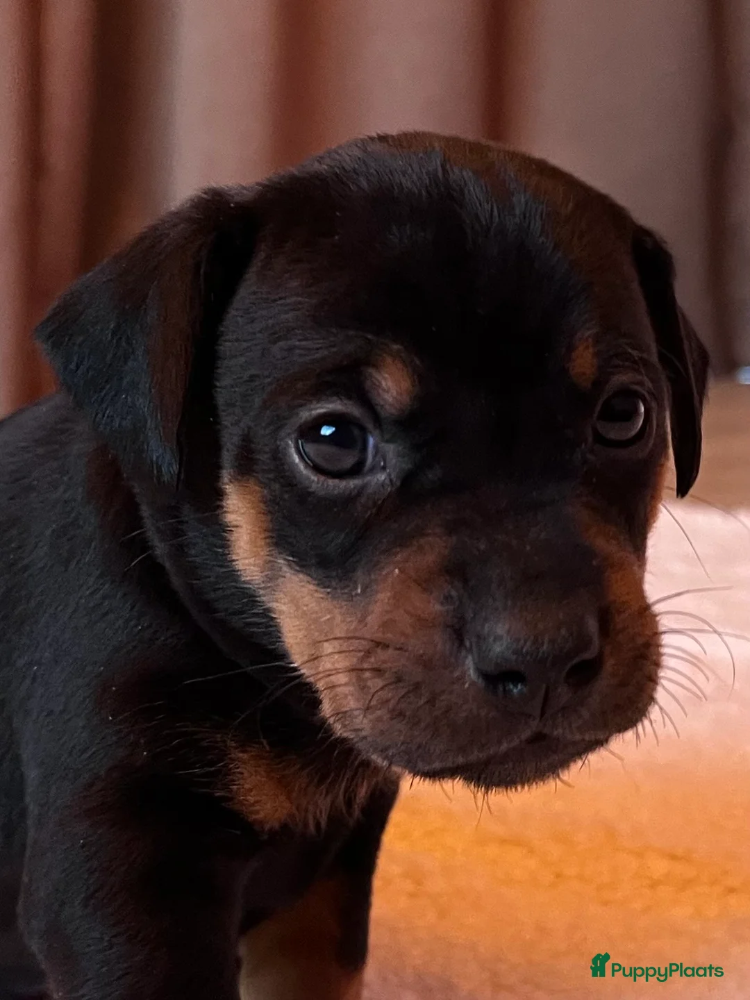Kruising honden te koop: Carlin Pinscher Pups - Advertentie 8