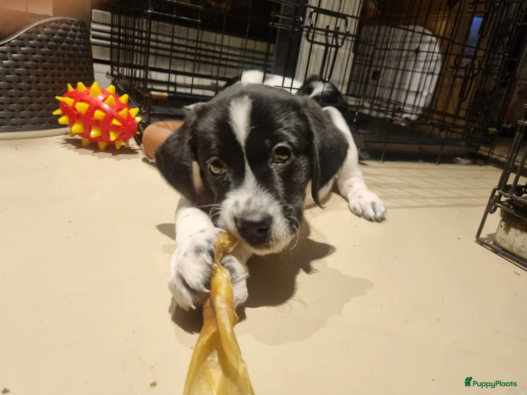 Kruising honden te koop: Labradoodle x Greyhound puppy  - Advertentie 1