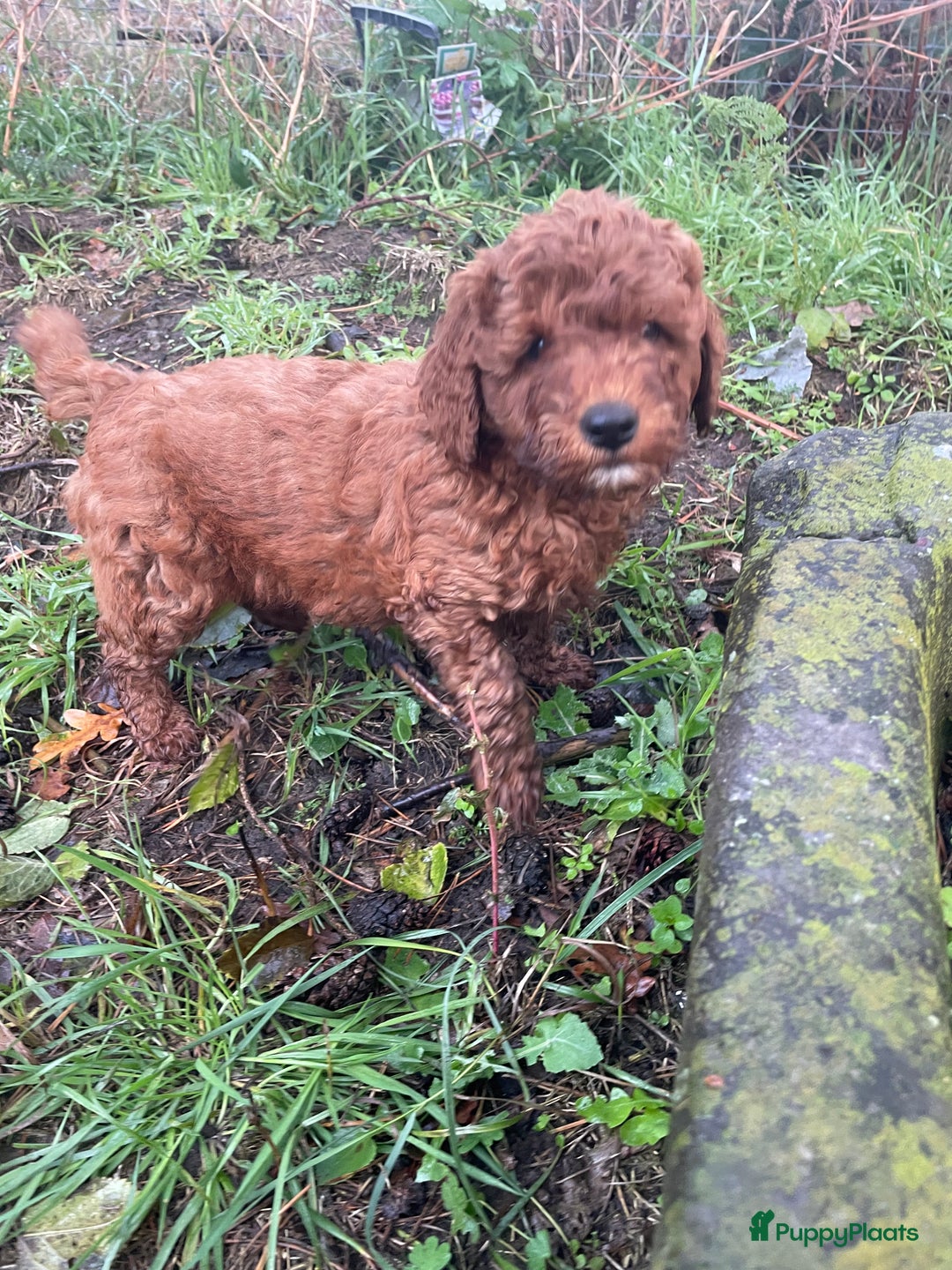 Labradoodle honden te koop: Mooie mini Labradoodle pups - Advertentie 5