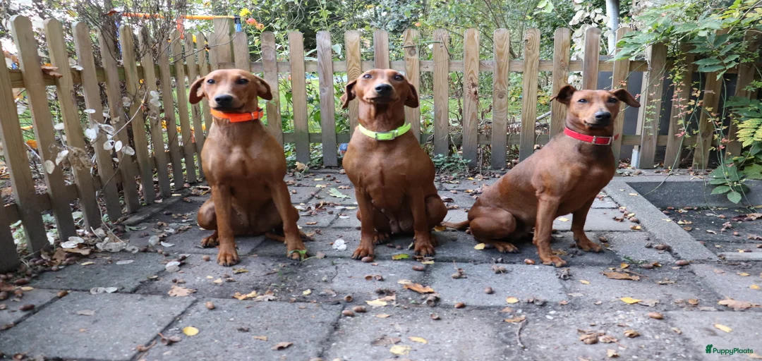 Galerij afbeelding {{count}}