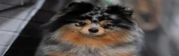 Pomeriaan honden te koop: Pomeriaan pup Merle, sable en black and tan - Advertentie 6