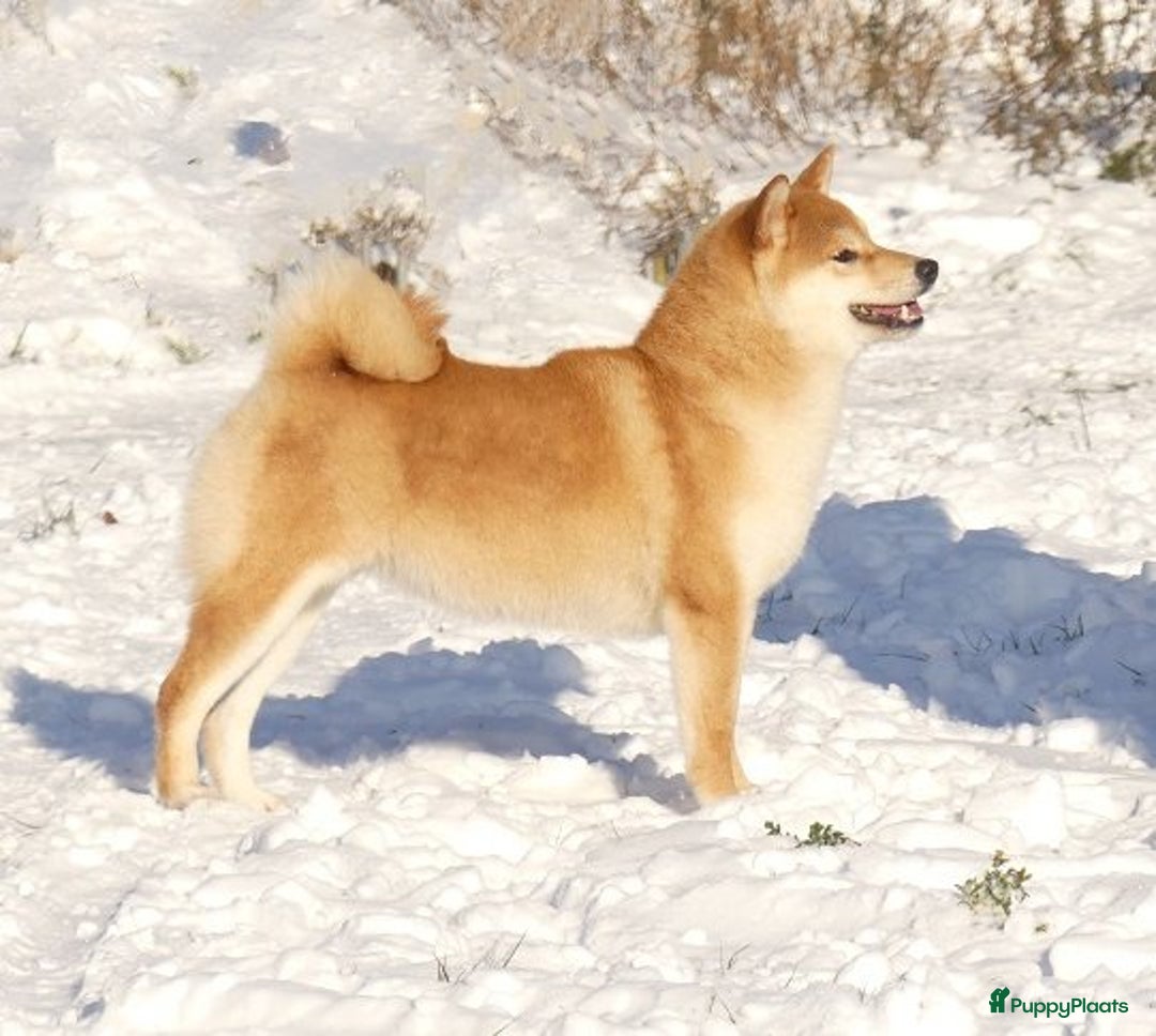 Shiba honden te koop: Shiba pups geboren uit geteste ouders - Advertentie 13