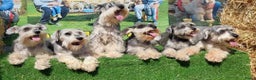 Dwergschnauzer honden te koop: Dwergschnauzer pups - Advertentie 12