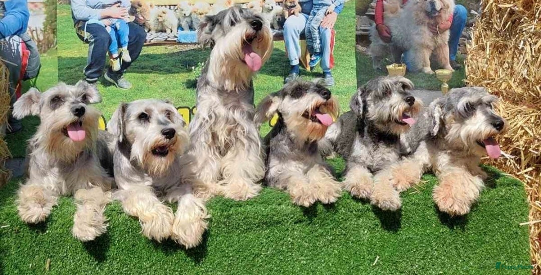 Dwergschnauzer honden te koop: Dwergschnauzer pups - Advertentie 12