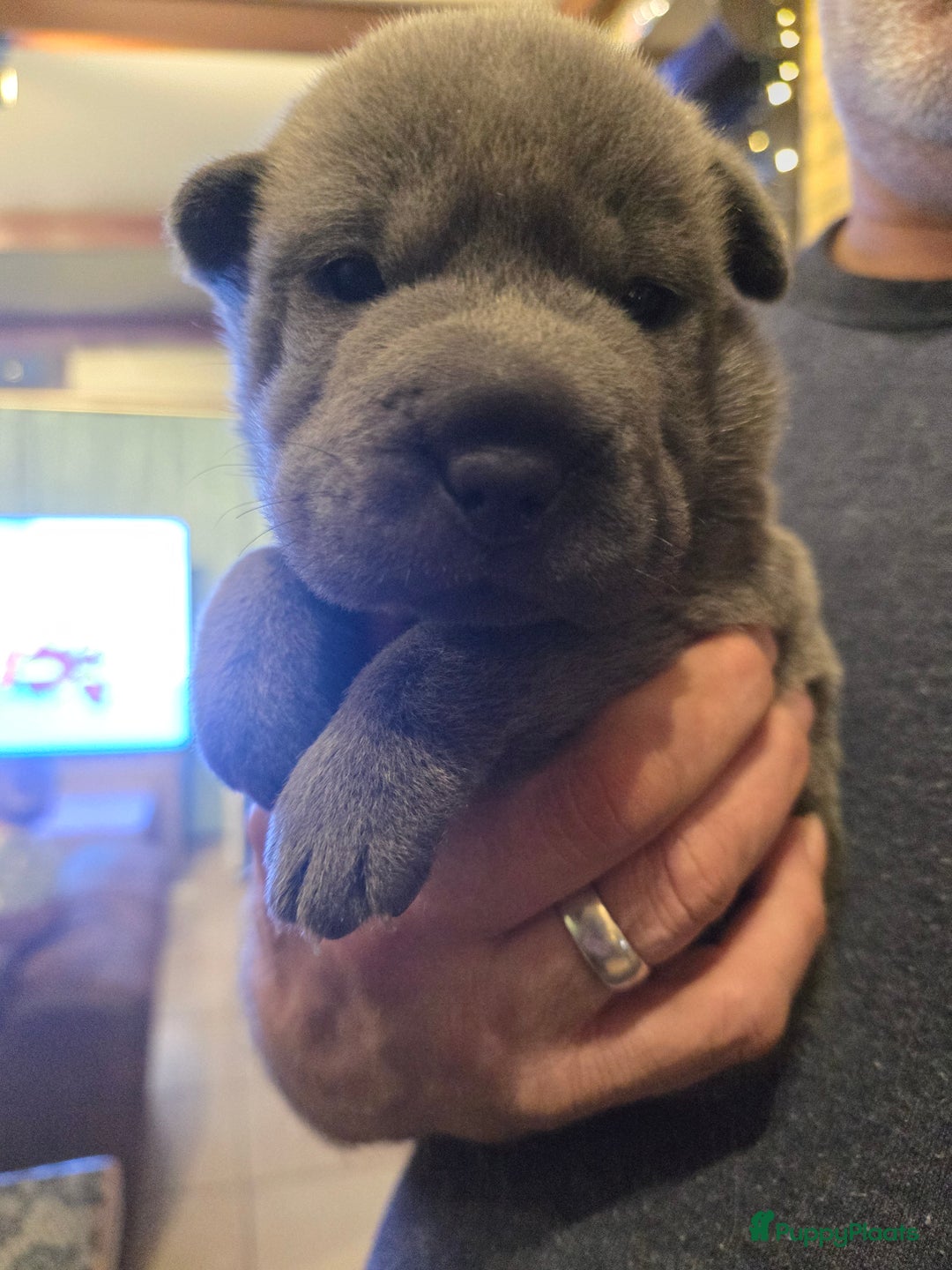 Shar Pei honden te koop: Sharpeitjes  te koop - Advertentie 5