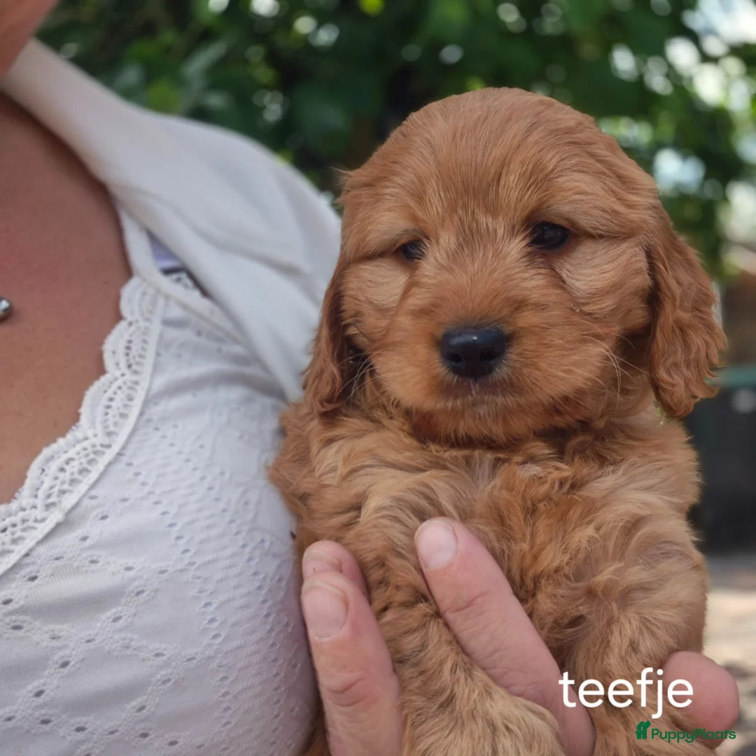 Cockapoo honden te koop: Cockapoo pups zoeken nieuw thuis - Advertentie 6