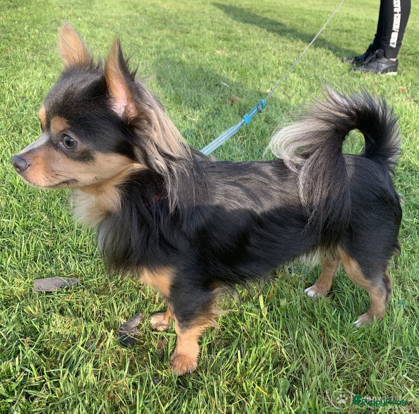 Chihuahua honden Grijze chihuahua Dekreu in Gendt - Advertentie 19