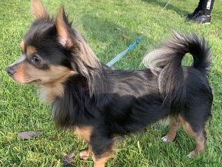 Chihuahua honden Grijze chihuahua Dekreu in Gendt - Advertentie 2