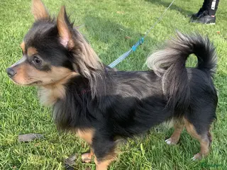 Chihuahua honden Grijze chihuahua Dekreu in Gendt - Advertentie 3